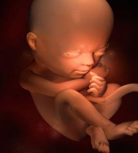 Biomedical illustration of week 23 in fetal development. Series.