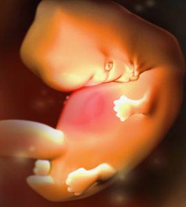 Biomedical illustration of week 7 in fetal development, showing tail and hand formation. Series.